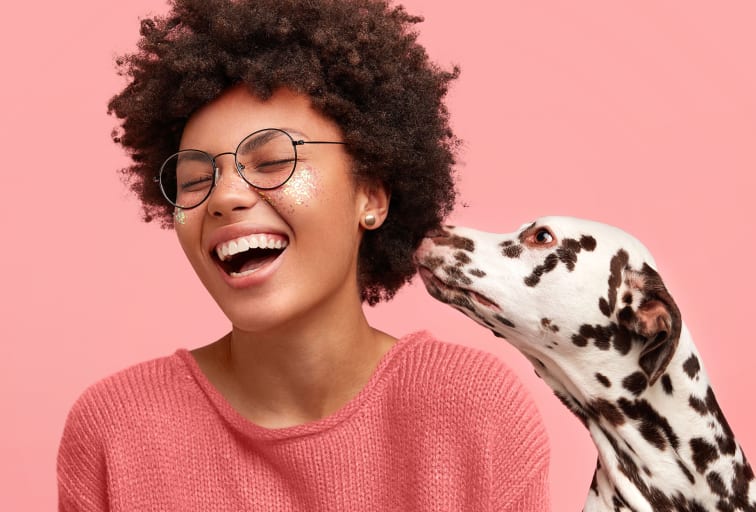 Happy overjoyed African American female feels glad as Dalmatian dog smells her and shows devotion, isolated on pink background.