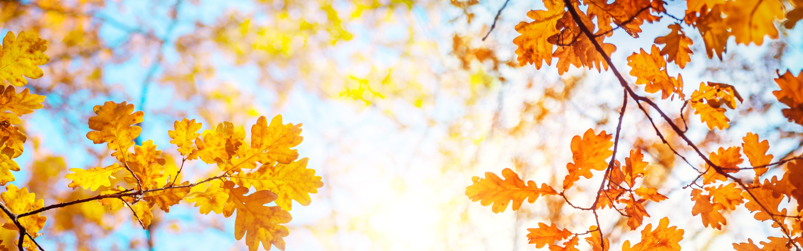 fall-leaves-sunshine