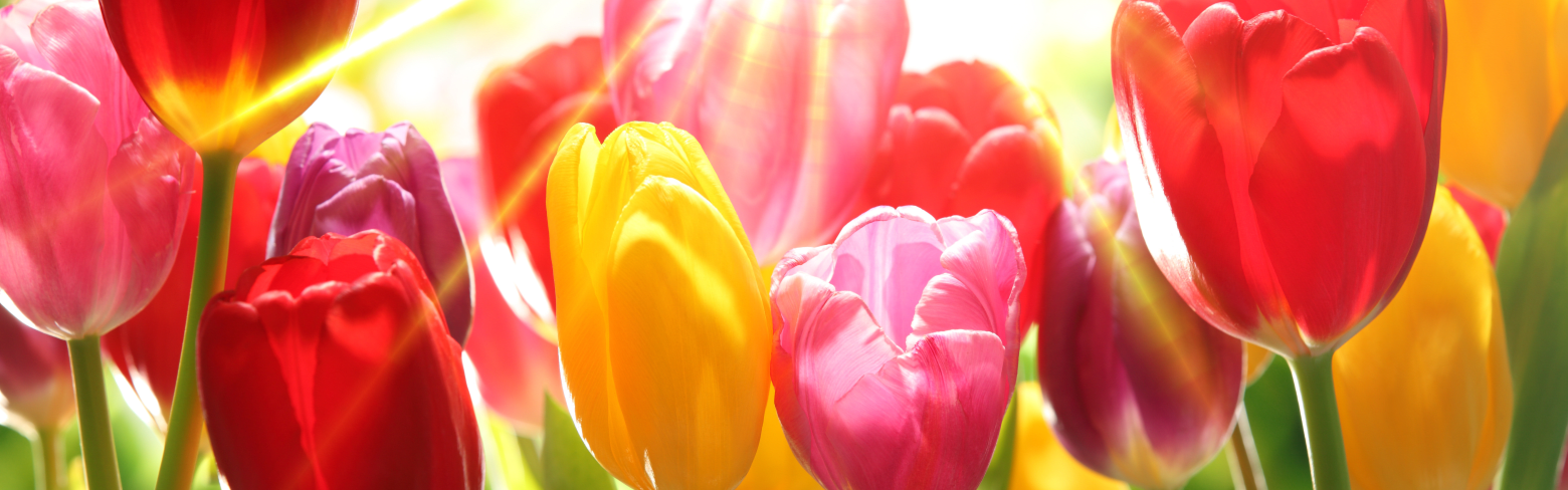 tulips-in-warm-sunlight