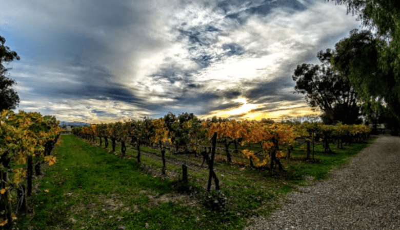 ebc_retzlaff_vineyard