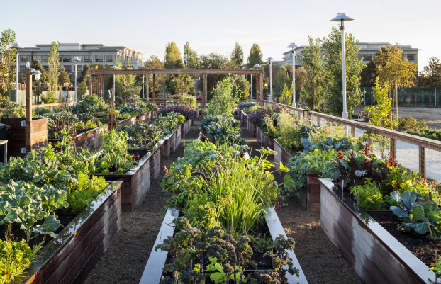 Persimon Park, Community garden at Bay Meadows in San Mateo, CA