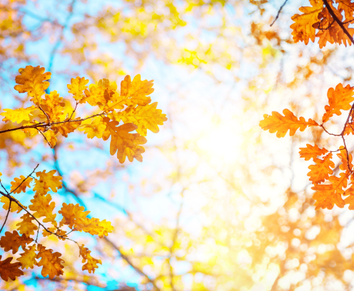 fall leaves of different colors