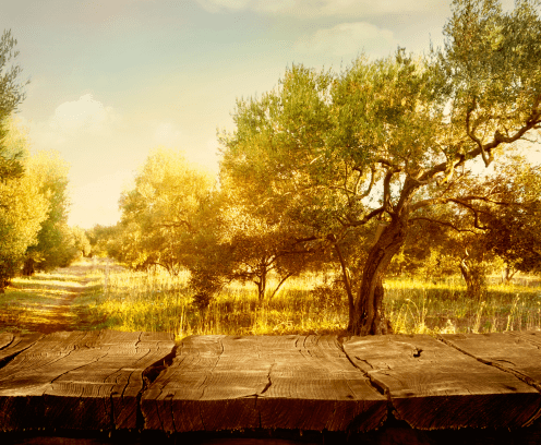 olive-orchard-sunset-wood-planks