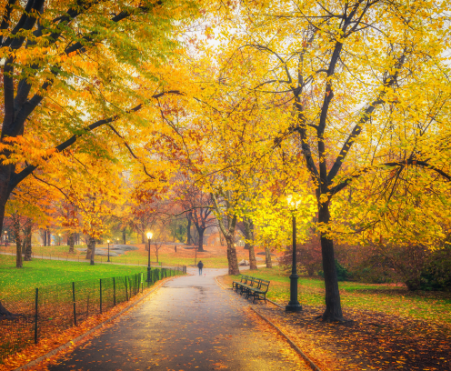 park-sidewalk-rainy-surface-autumn-trees