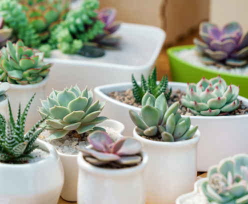succulent plants