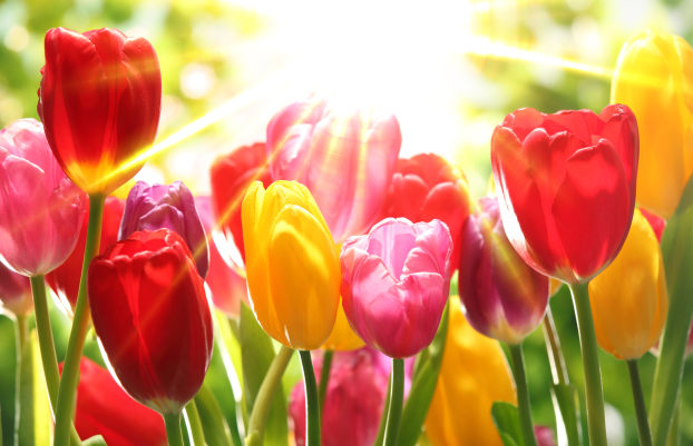 Tulips in warm sunlight