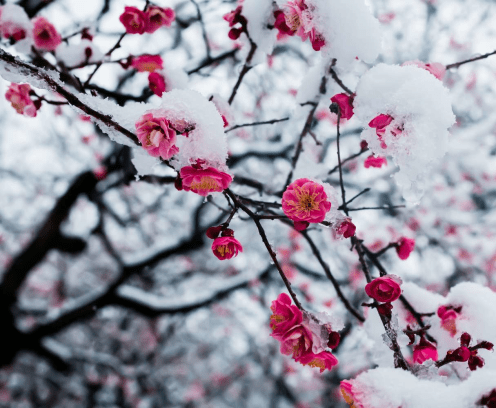 winter flower