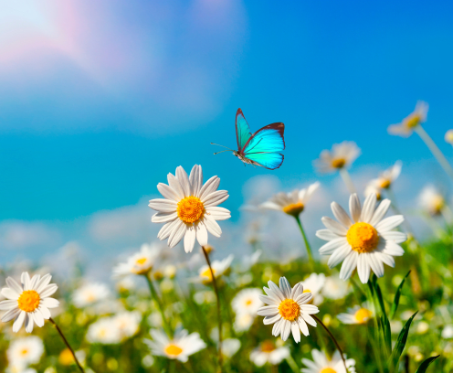 Chamomiles daisies macro in summer spring field on background blue sky with sunshine and a flying butterfly , panoramic view. Summer natural landscape with copy space.
