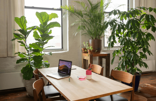office with plants