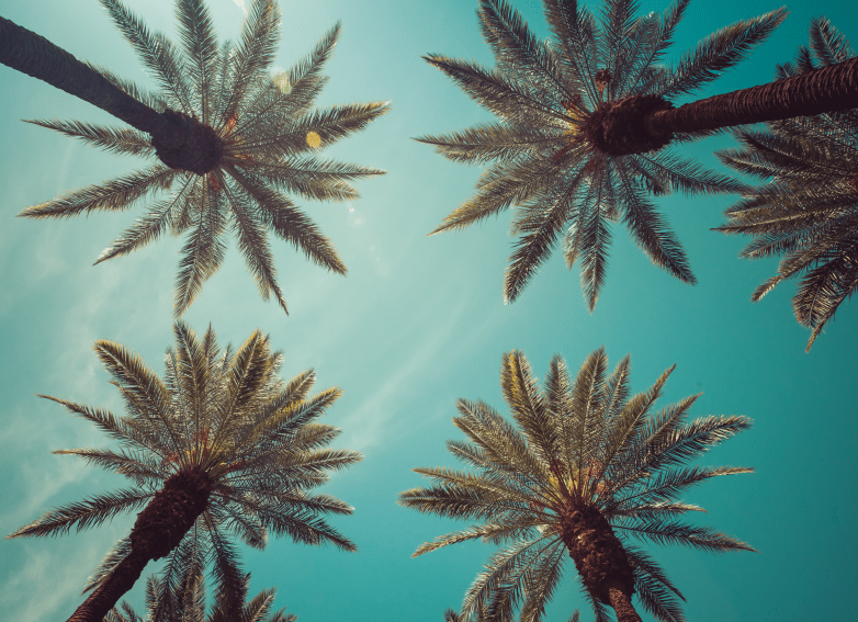 palm-trees-looking-up-view