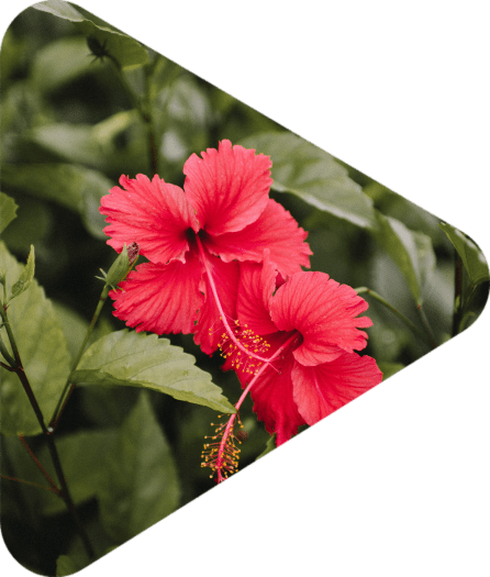 A Hibiscus Flower