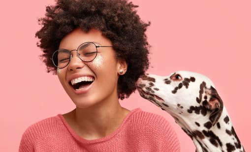 Happy overjoyed African American female feels glad as Dalmatian dog smells her and shows devotion, isolated on pink background.