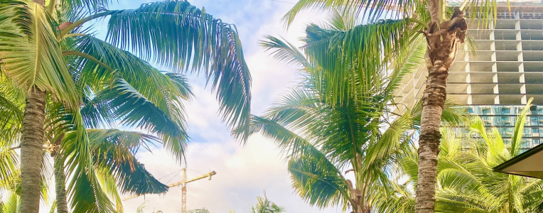 palm trees and cranes