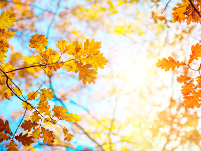 fall leaves of different colors