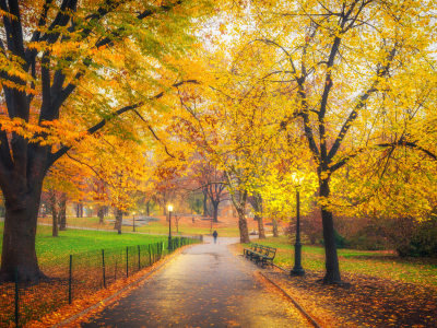 park-sidewalk-rainy-surface-autumn-trees