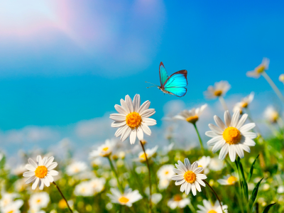 Chamomiles daisies macro in summer spring field on background blue sky with sunshine and a flying butterfly , panoramic view. Summer natural landscape with copy space.